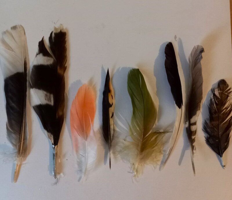 Diferentes tipos de plumas
