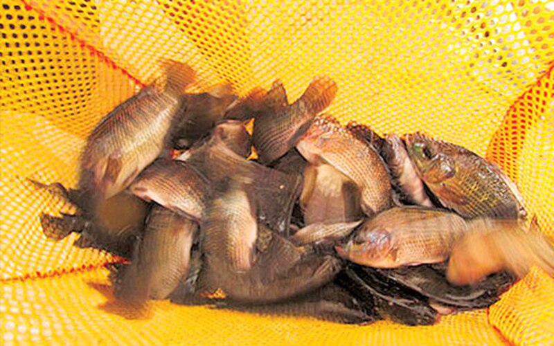 Una red llena de peces