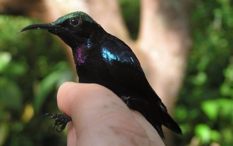 Colibrí en mano