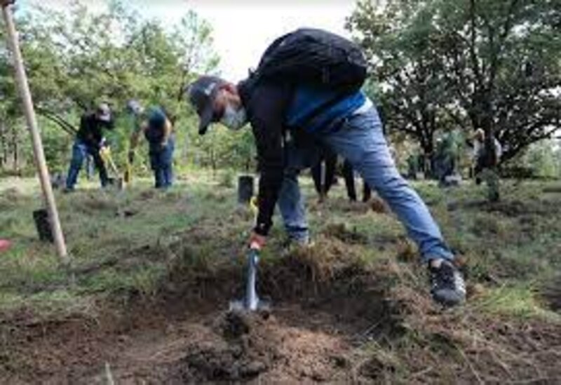 Voluntarios plantando árboles en un bosque