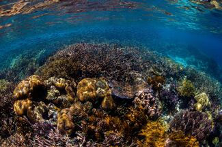 Tratado de Alta Mar entra en vigor para ofrecer más protección en los océanos