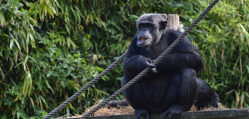 Chimpancé sentado en una plataforma con una cuerda en la mano