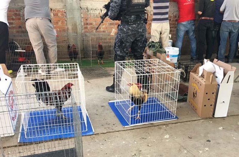 Pelea de gallos en México