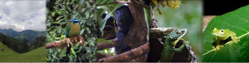 La diversidad de la fauna en la selva tropical