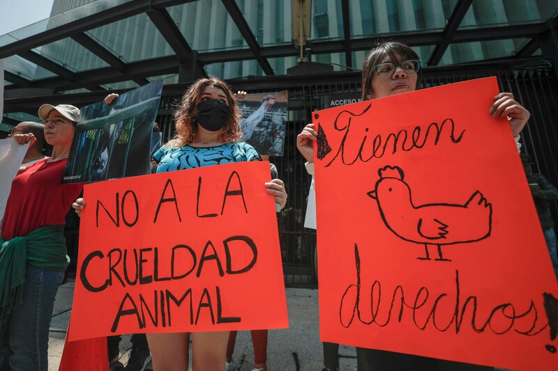 Protesta contra la crueldad animal