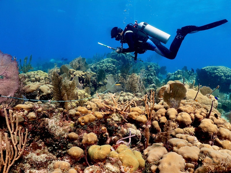 Buzo inspecciona un arrecife de coral.