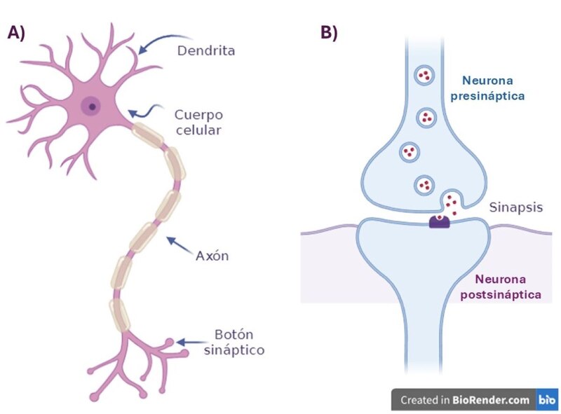 Los neurotransmisores son moléculas que comunican a las neuronas mediante un proceso químico llamado sinapsis