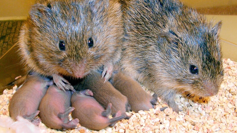 Una rata almizclera con sus crías