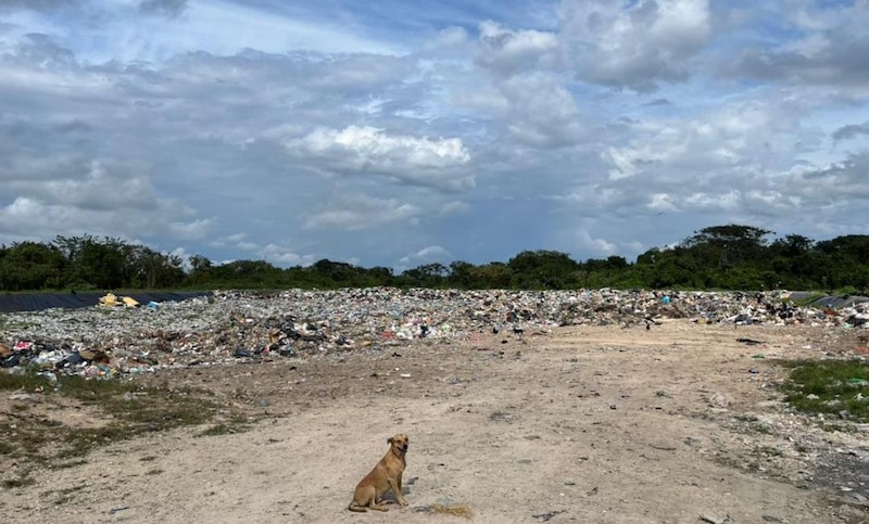 Perro sentado en un vertedero de basura