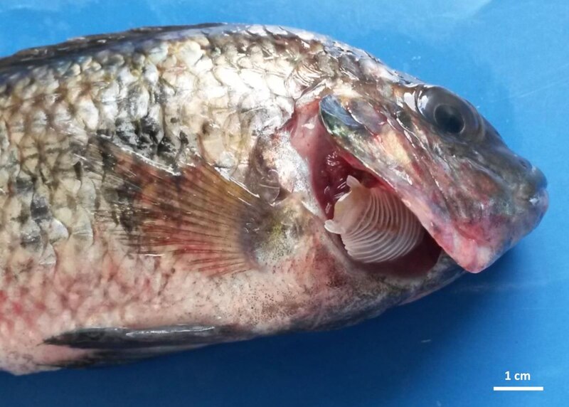 Parásitos branquiales en peces