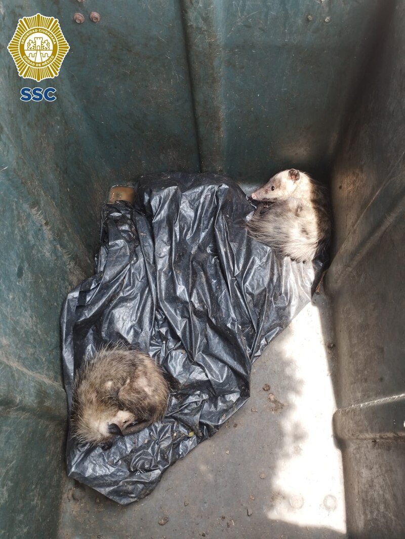 ¡Rescatan a dos tlacuaches de un contenedor de basura!