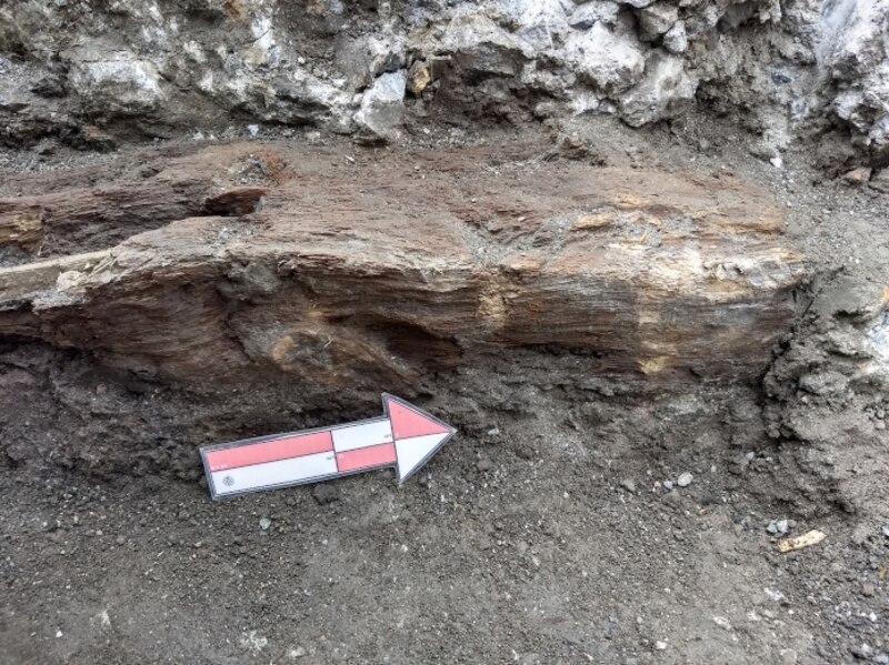 Restos fósiles de un mamut encontrados en la Ciudad de México