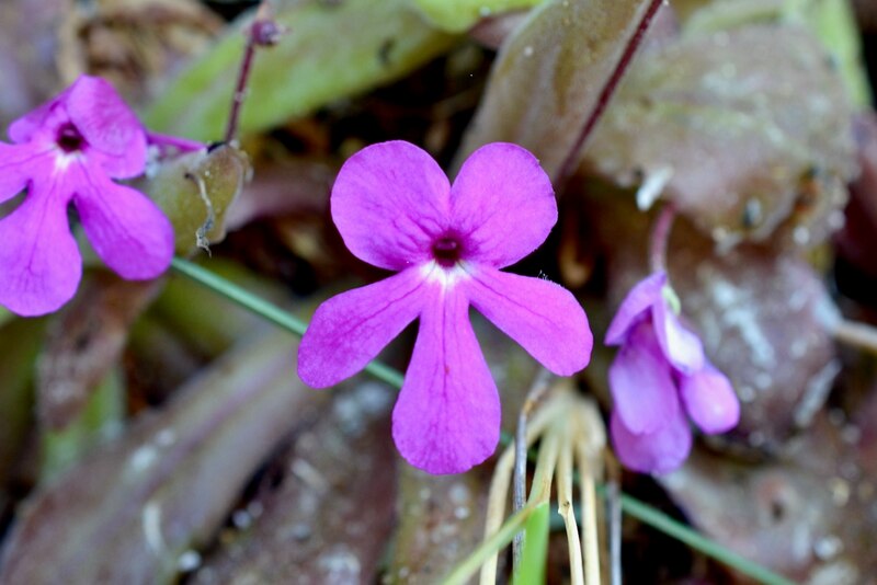 Flor púrpura pequeña