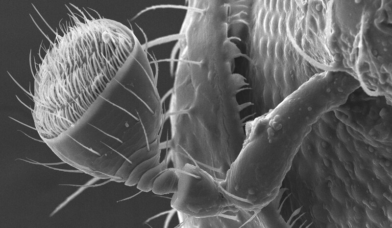 Fotografía de un mosquito bajo un microscopio electrónico de barrido