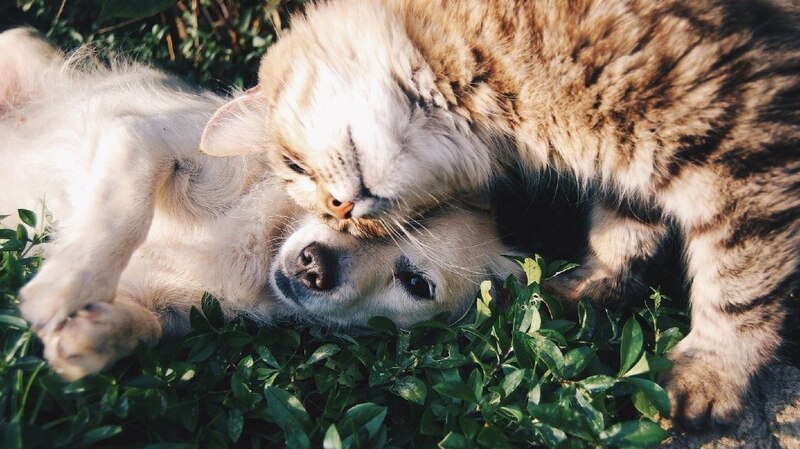 Perro y gato jugando