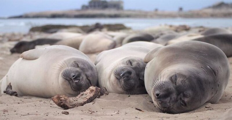 Focas tomando el sol en la playa
