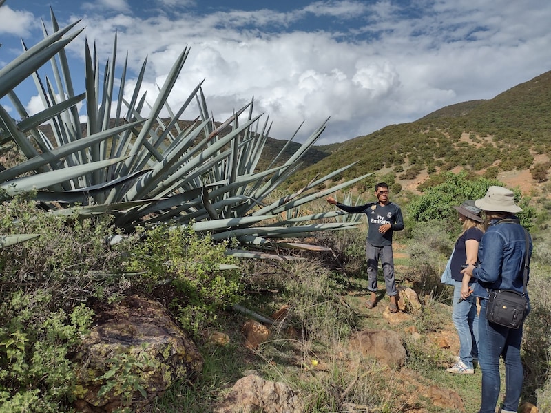 Guía turístico mostrando una planta de agave