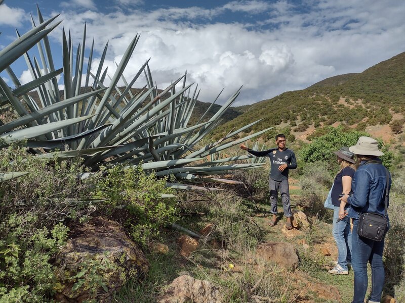 Guía turístico mostrando una planta de agave