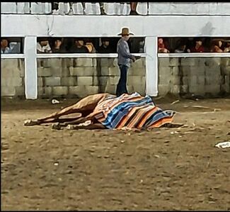 QUE LA CRUELDAD PERENNE NO NOS HAGA INDIFERENTES