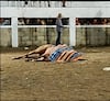 QUE LA CRUELDAD PERENNE NO NOS  HAGA INDIFERENTES