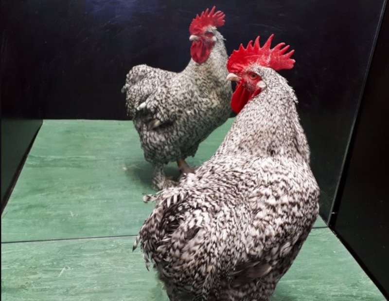 Un gallo Brahma