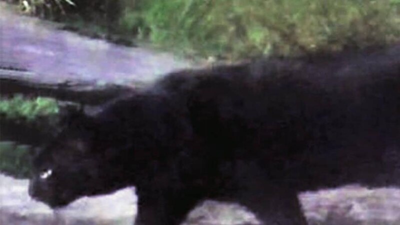 ¡Cuidado! Oso negro captado en cámara en el norte de México