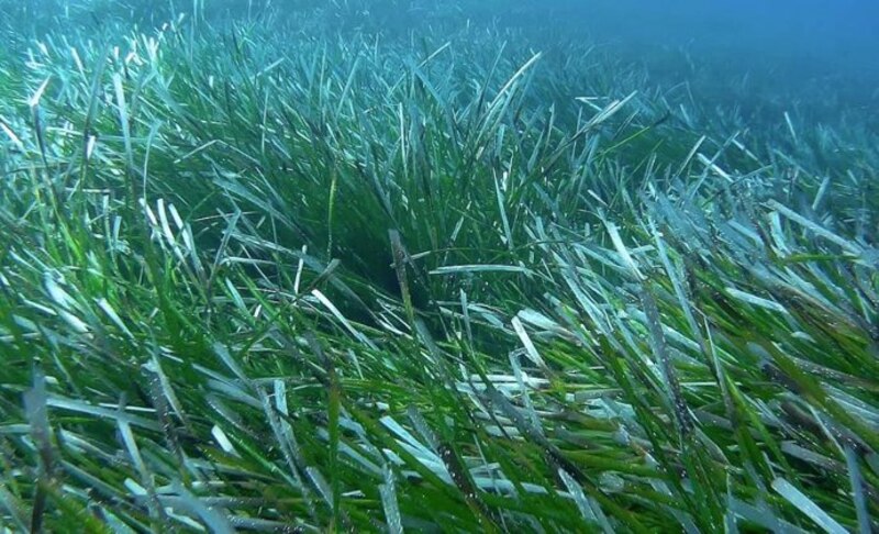 Pradera de pastos marinos