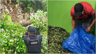 La hoja de coca sigue siendo considera de alto riesgo para la salud, Según lista de la OMS 