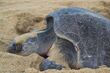 Jóvenes arriesgan sus noches para proteger a la tortuga golfina en Chiapas