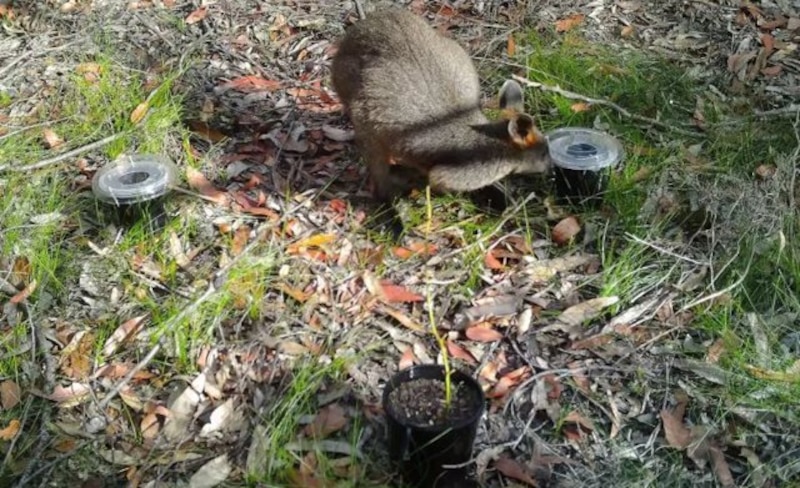 ¡Cuidado con el quokka!