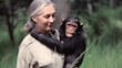 Fallece Jane Goodall, primatóloga sin igual, conservacionista excepcional 
