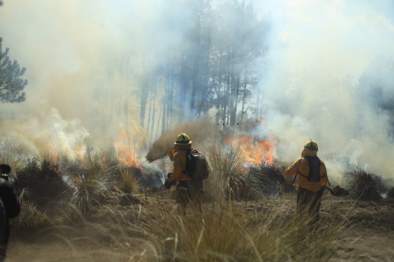 Bomberos combaten un incendio forestal