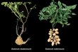 La papa evolucionó del tomate hace nueve millones de años