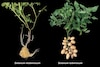 La papa evolucionó del tomate hace nueve millones de años