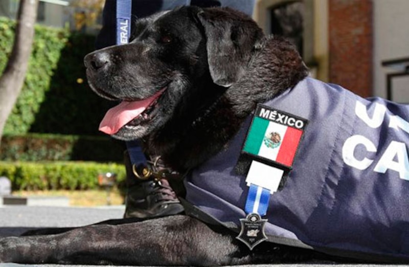 Perro policía mexicano