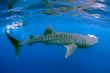 El turismo que ama al Tiburón Ballena, también lo está llevando a su extinción