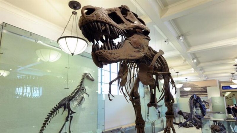Esqueleto de un Tiranosaurio Rex