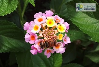 Ciencia por México en retrospectiva  y con miras hacia el 2026 