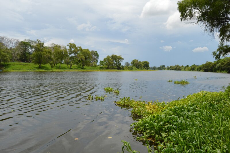 Título: Río con vegetación en primer plano