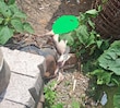 Policías municipales de Texcoco detienen a dos personas por presunto maltrato animal