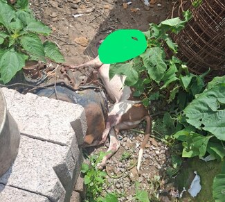 Policías municipales de Texcoco detienen a dos personas por presunto maltrato animal