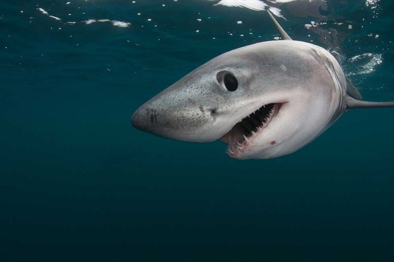 Tiburón Mako