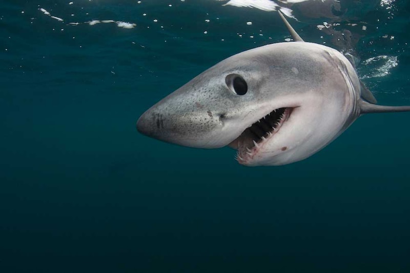 Tiburón Mako
