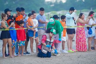 Ciudadanos disfrutan de liberación de crías de tortugas lora en Playa Miramar