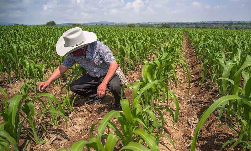 Agricultor inspeccionando su cultivo de maíz