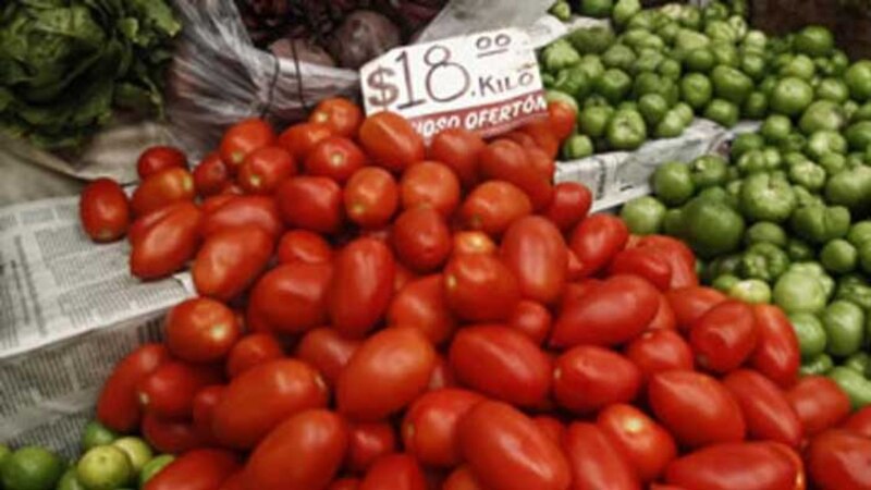 Tomates frescos y jugosos