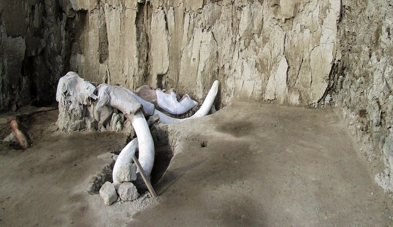 Restos de un mamut encontrados en un yacimiento arqueológico