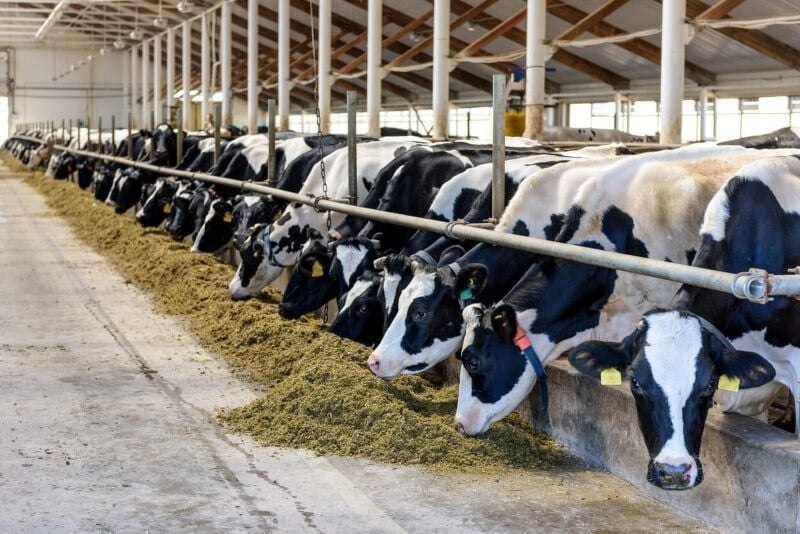 Vacas lecheras en una granja