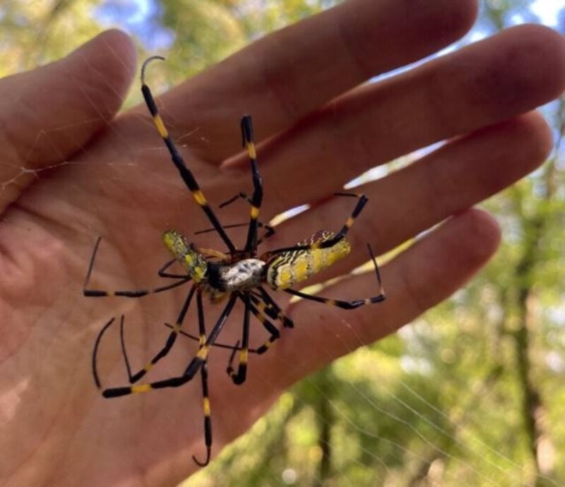 ¡Mira esta araña gigante!