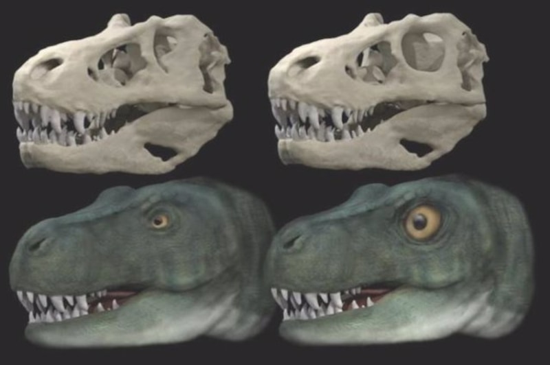 Comparación de los cráneos de dos especies de dinosaurios